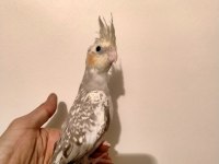 Yavru Sultan Papağanı