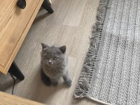 2 Aylık Scottish Fold