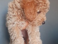 TOY POODLE YAVRUMUZ YUVASINI ARIYOR