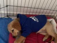 Dişi Aşılı Eğitimli Golden Retriever