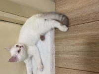 BRİTİSH SHORTHAİR BEBİŞLERİM YENİ YUVALARINI ARIYORLAR