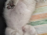 Sağlıklı british shorthair blue point yavrum