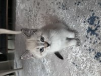 British Blue Point Yavru British Shorthair