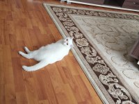 Scottish straight shorthair white dişi