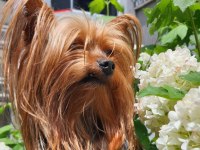 Yorkshire terrier erkek çipli ve sağlıklı