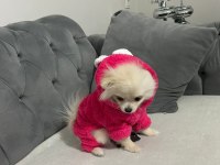 Pomeranian boo 6 aylık
