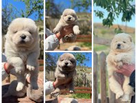 ÜST DÜZEY CHOW CHOW YAVRULARI
