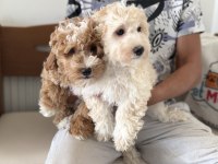 Wc eğitimli maltipoo lar petmode den