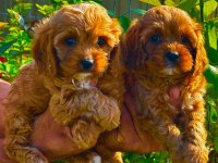 Maltipoo yavruları