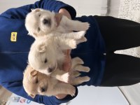 Pomeranian Boo Yavrularımız