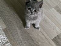British shorthair