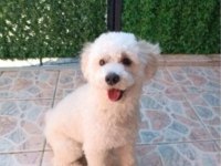 9 aylık maltipoo oyuncu yavrum yeni yuvasını arıyor