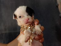 Terrier yavrular