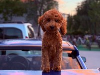 4 AYLIK ERKEK POODLE PASAPORTLU