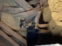 EĞİTİMLERİ VERİLMİŞ YAVRU ALMAN KURDU