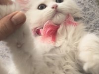 Pamuk british longhair kız