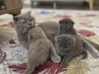 Scottish fold bebekler