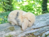 Mini lop ve cüce tavşan bebeklerimiz