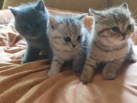 British Shorthair Yavrularımız