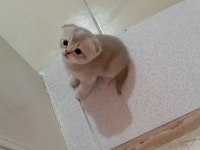 Scottish fold uzun ve kısa tüylü efsane yavrularım
