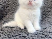 Show kalite british shorthair bebeklerimiz