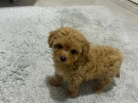 Maltipoo Yavrumuz Yuva Arıyor