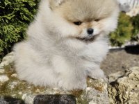 Teddy Bear Pomeranian