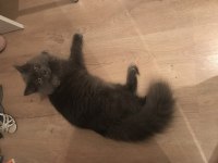 Ücretsiz british longhair kedimiz