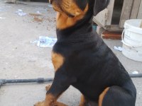 4 aylık erkek rottweiler