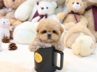 STAR MALTİPOO BEBEKLERİMİZ