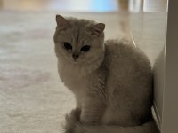 BRİTİSH SHORTHAİR PRENSES KEDİMİZ
