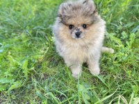 Pomeranian boo özel rengi