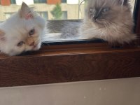 Persian seal point stres topu