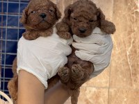 Toypoodle sevimli yavrular 