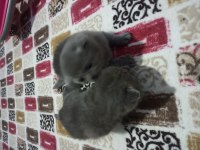 1.6.2023 doğumlu british shorthair yavrularımız