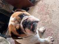 İngiliz Bulldog Köpeğimiz