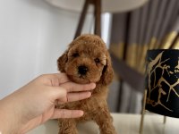 Red erkek toy poodle yavrumuz