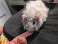 Ginepig Evde Beslemelik Isırmaz