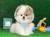 Blacks Petshop Garantisiyle Orijinal Pomeranian Boo Yavrular