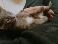 Scottish Fold Kedim Paspası ÜCRETSİZ sahiplendiriyorum