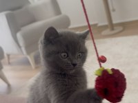 2 aylık yavru british shorthair