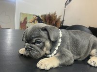 FRENCH BULLDOG EGZOTIK RENKLER