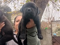 SHOW KALİTEDE CANE CORSO YAVRULAR FCI/KIF A ŞECERE