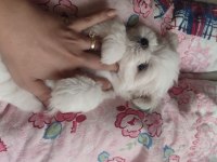 MALTESE mini boy