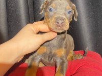 Son dişi blue doberman yavru