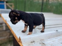 Black Tan Dişi 