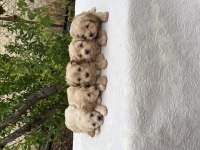 Orjinal aşılı maltipoo