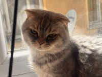 2 YAŞINDA TÜM AŞILARI TAM ERKEK SCOTTİSH FOLD KEDİME