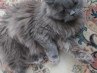 8 aylık british longhair kızımız