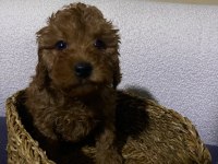 Ev Doğumu Toy Poodle Bebekler